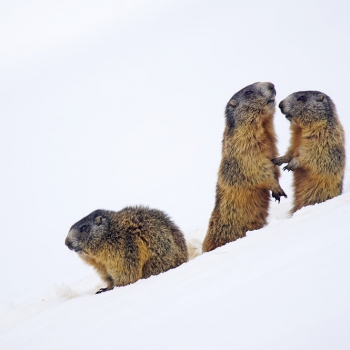 marmot-2366423_960_720