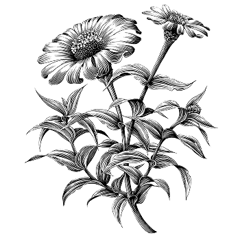 FLEUR MONTAGNE