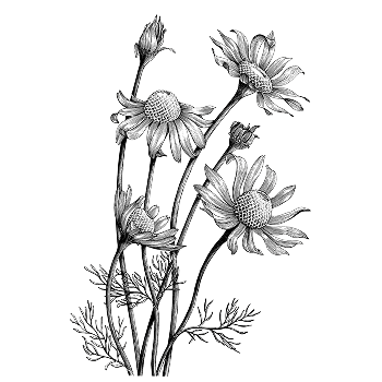 FLEUR