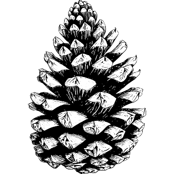 POMME DE PAIN