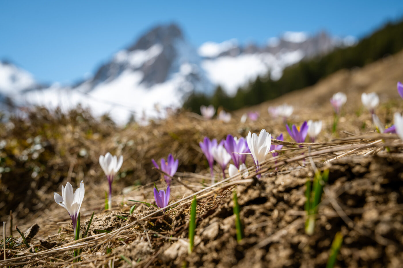Réserve naturelle printemps 1 25