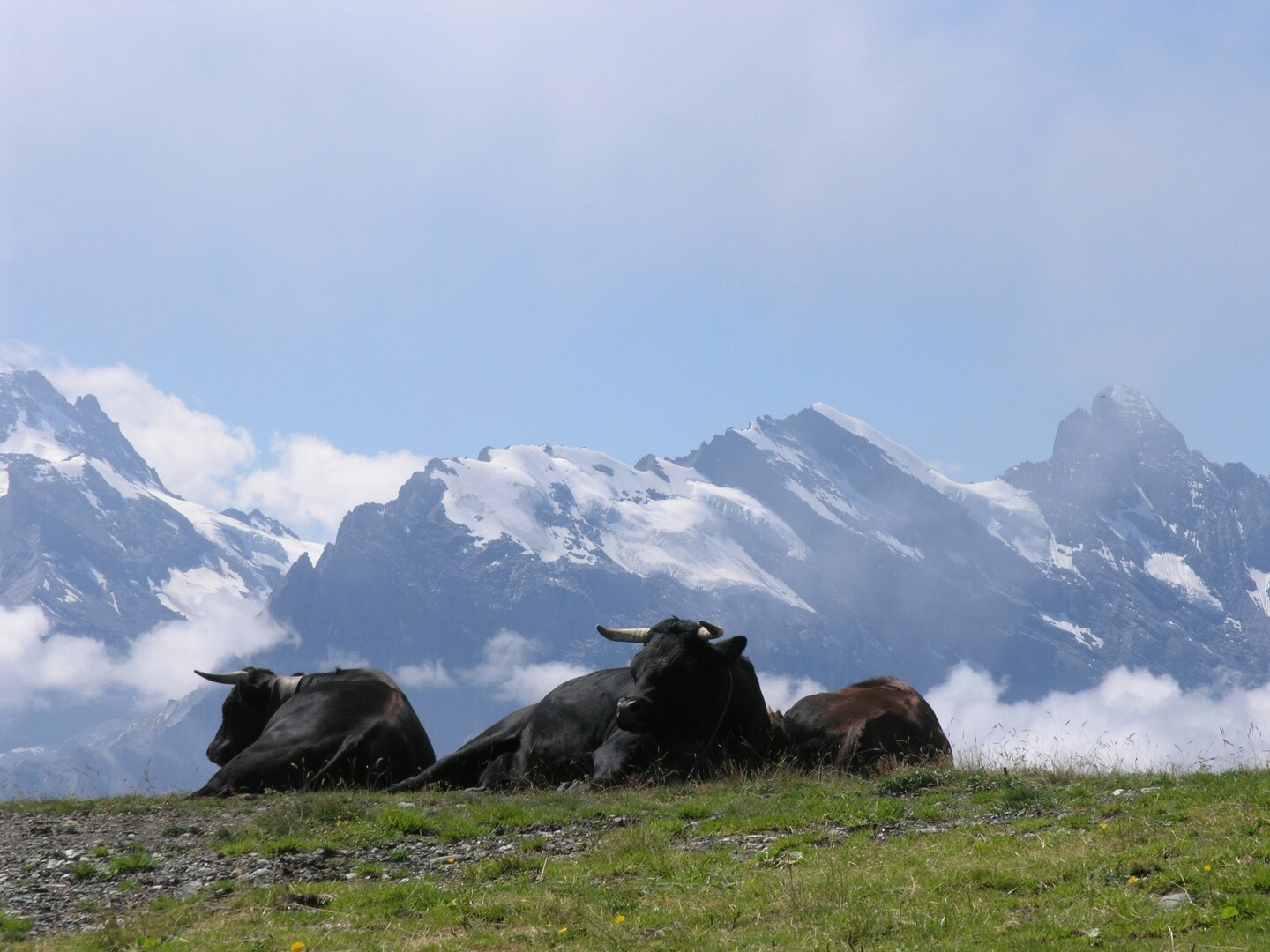 Le combat des reines – évènement Contamines Montjoie